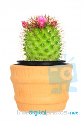 Cactus ( Echinocactus ) On Isolated Background ( Cereus Hexagonu… Stock Photo