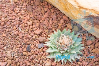 Cactus In Desert  For Background Or Wallpaper Stock Photo