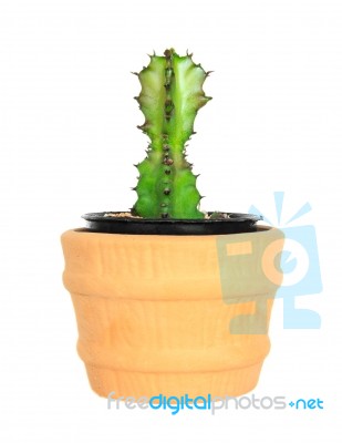 Cactus On Isolated Background ( Cereus Hexagonus Mill ) Stock Photo