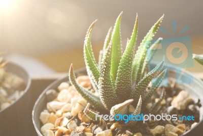 Cactus On Pot With The Sun Light And Close Up View Stock Photo