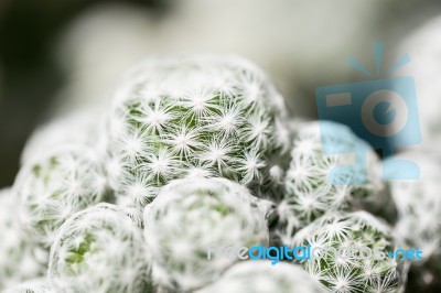 Cactus Plant Stock Photo