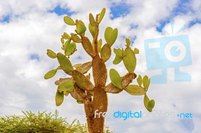Cactus Trees In Galapagos Islands Stock Photo