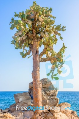 Cactus Trees In Galapagos Islands Stock Photo