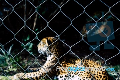 Caged Spotted Leopard Stock Photo