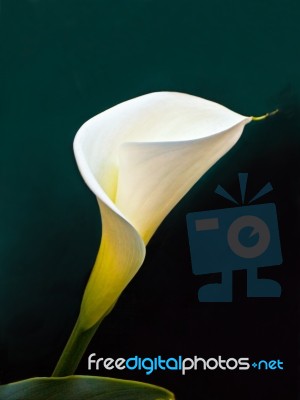 Calla Lily Stock Photo