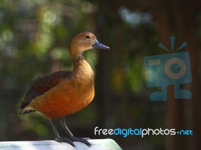 Callonetta Leucophrys Stock Photo Callonetta Leucophrys Stock Photo