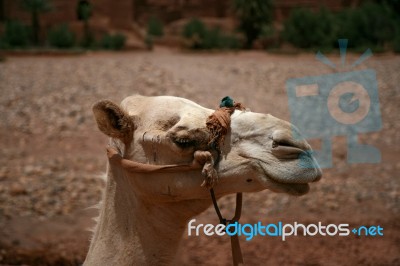 Camel Stock Photo