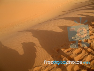 Camel Caravan In A Desert Stock Photo
