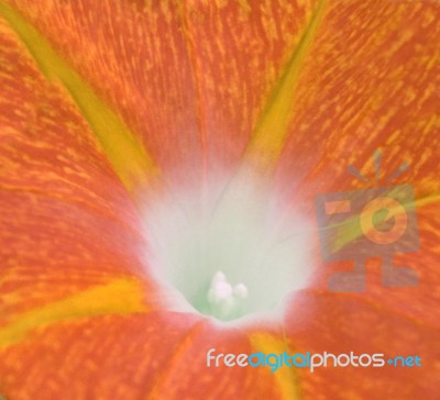 Campanula Stock Photo