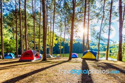 Camping Tents Under Pine Trees With Sunlight At Pang Ung Lake, Mae Hong Son In Thailand Stock Photo