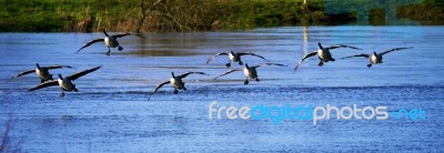 Canada Geese About To Land On Water Stock Photo