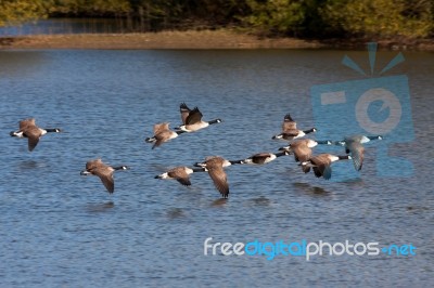 Canada Geese Flying Over Weir Wood Reservoir Stock Photo