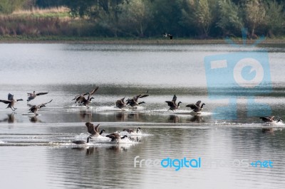 Canada Geese Landing At Weir Wood Reservoir Stock Photo