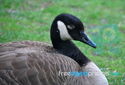 Canada Goose Stock Photo