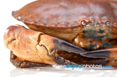 Cancer Pagurus Sea Crab On White Background Stock Photo