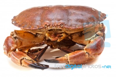 Cancer Pagurus Sea Crab On White Background Stock Photo