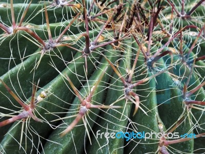 Candy Barrel Cactus (ferocactus Wislizeni) Stock Photo