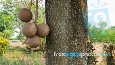 Cannonball Tree Stock Photo
