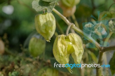 Cape Gooseberry (physalis Peruviana) Stock Photo
