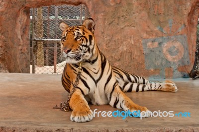 Captive Tiger Stock Photo