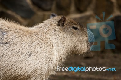 Capybara Rodent Stock Photo