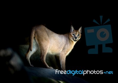 Caracal Standing On Rock Stock Photo