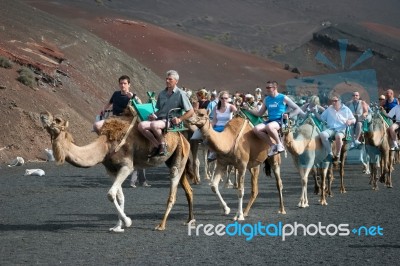 Caravan Of Camels Carrying Tourists Along A Well Trodden Route I… Stock Photo