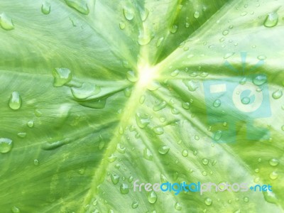 Carbon Leaf Texture Stock Photo