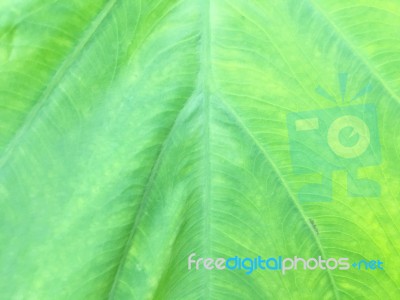 Carbon Leaf Texture Stock Photo