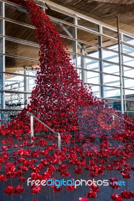 Cardiff/uk - August 27 : Poppies Pouring Out Of The Welsh Assemb… Stock Photo