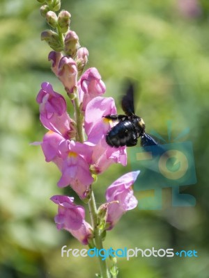 Carpenter Bee (xylocopa) Stock Photo