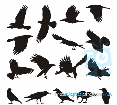 Carrion Crow Stock Image