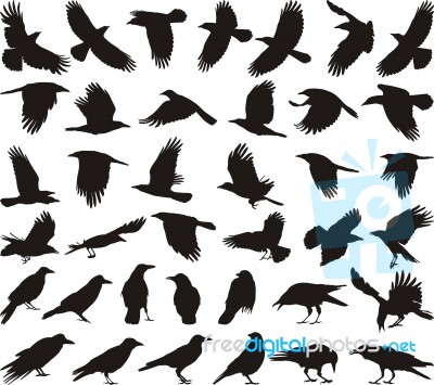 Carrion Crows On Various Action Stock Image