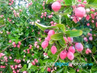 Carunda Or Karonda  (bengal-currants) Pink Fruit On Tree In The Garden.fruit For Health And High Vitamin Stock Photo