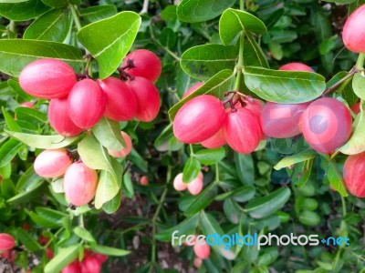 Carunda Or Karonda (bengal-currants) Pink Fruit On Tree In The Garden.fruit For Health And High Vitamin Stock Photo Carunda Or Karonda (bengal-currants) Pink Fruit On Tree In The Garden.fruit For Health And High Vitamin Stock Photo