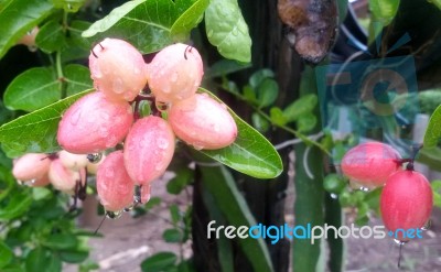 Carunda Or Karonda  (bengal-currants) Pink Fruit On Tree In The Garden.fruit For Health And High Vitamin Stock Photo