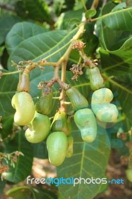 Cashew Nut Tree Stock Photo