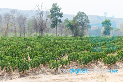 Cassava Stock Photo