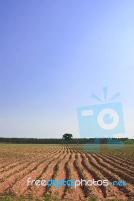 Cassava Field Stock Photo
