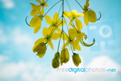 Cassia Fistula Flower Background, Selective Focus Stock Photo