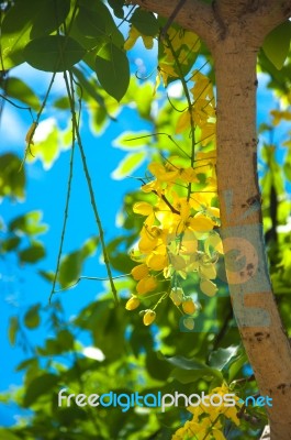 Cassia Fistula Golden Shower Tree ??????????? Stock Photo