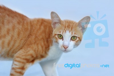 Cat Stock Photo Cat Stock Photo