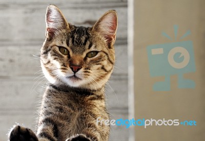 Cat Stock Photo