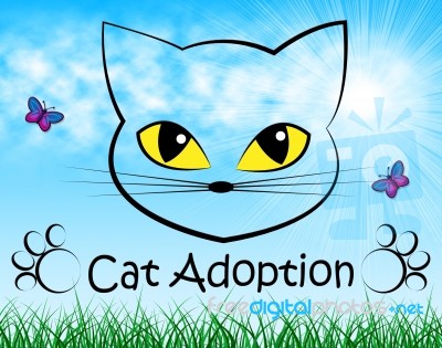 Cat Adoption Indicates Guardianship Kitty And Adopting Stock Image