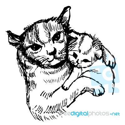 Cat And Kitten Hand Drawn Stock Image