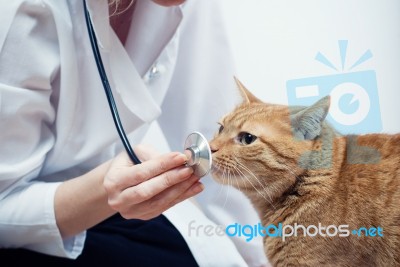 Cat And Vet Stock Photo