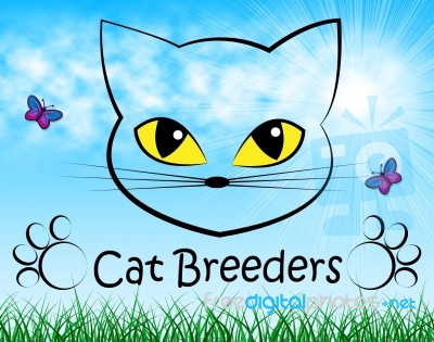 Cat Breeders Shows Breeds Pet And Bred Stock Image