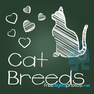 Cat Breeds Represents Pedigree Kitty And Reproducing Stock Image