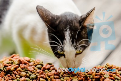Cat Eating Grain Food Stock Photo