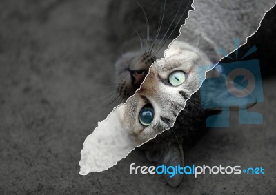 Cat Eyes Stock Photo